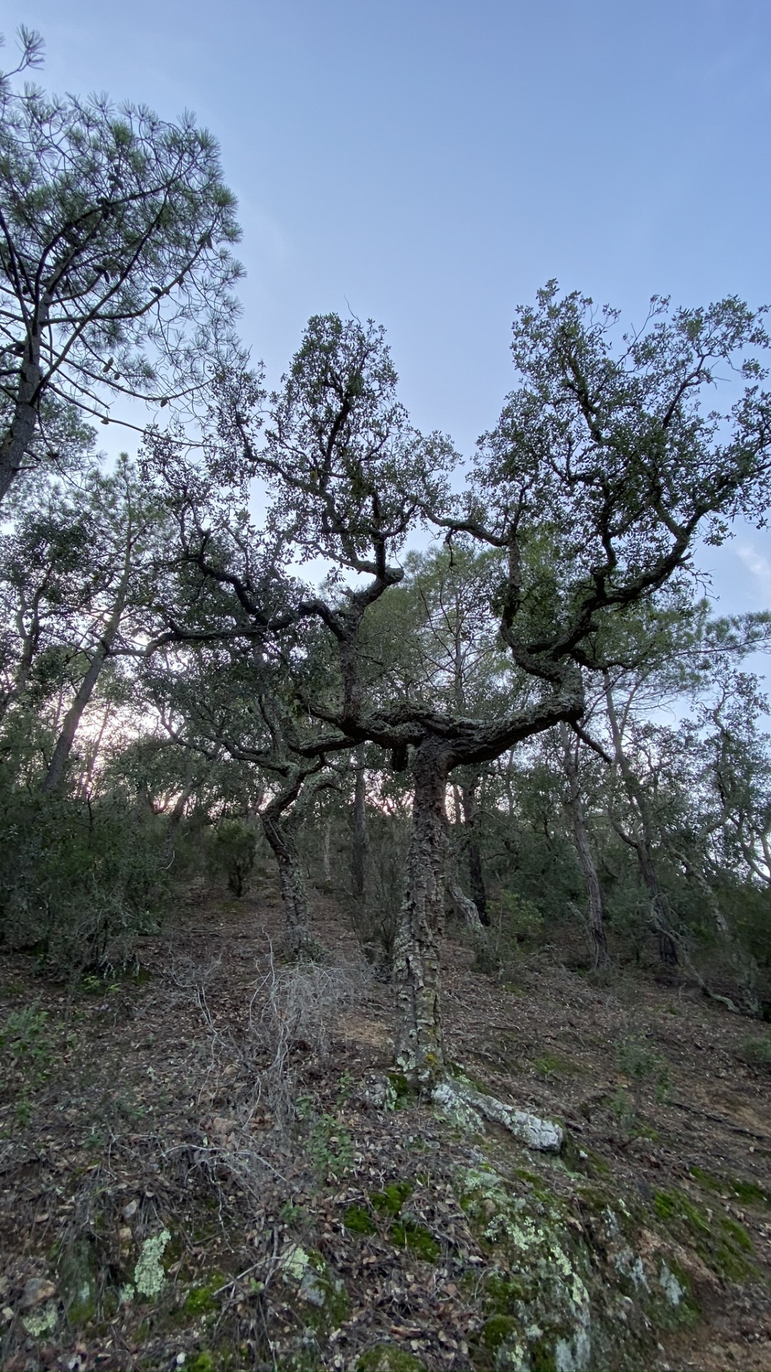 Tree, Shrubland, Vegetation, Science, Branch. Wallpaper in 1080x1920 Resolution