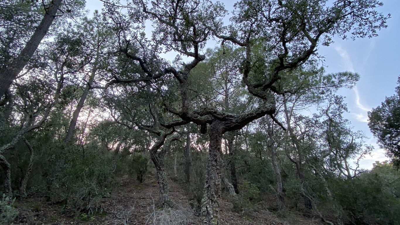 Tree, Shrubland, Vegetation, Science, Branch. Wallpaper in 1366x768 Resolution