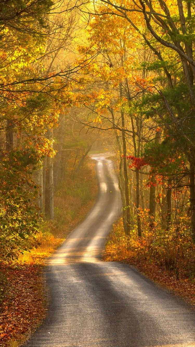 Gray Asphalt Road Between Green Trees During Daytime. Wallpaper in 750x1334 Resolution