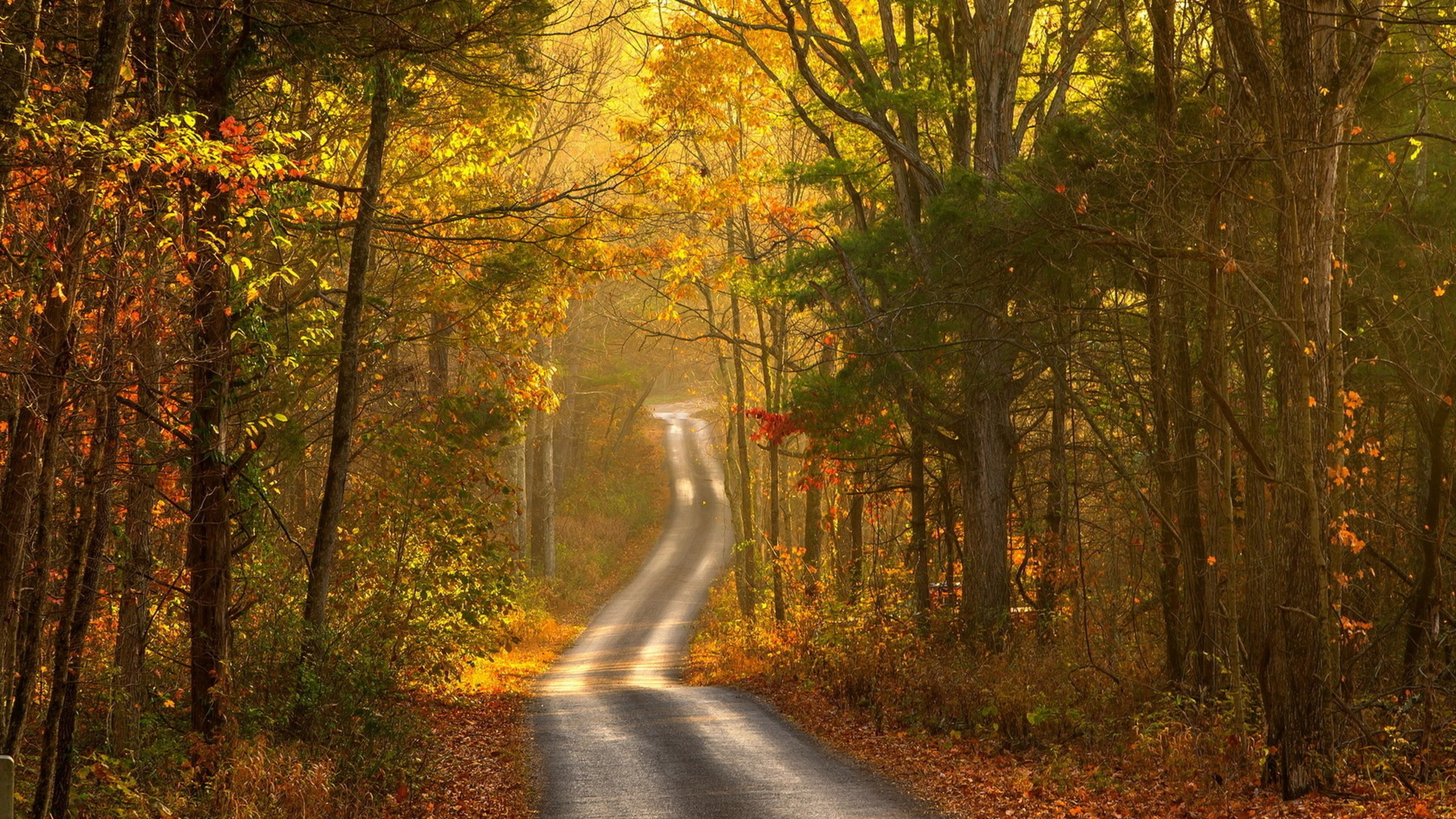 Route Goudronnée Grise Entre Les Arbres Verts Pendant la Journée. Wallpaper in 2560x1440 Resolution