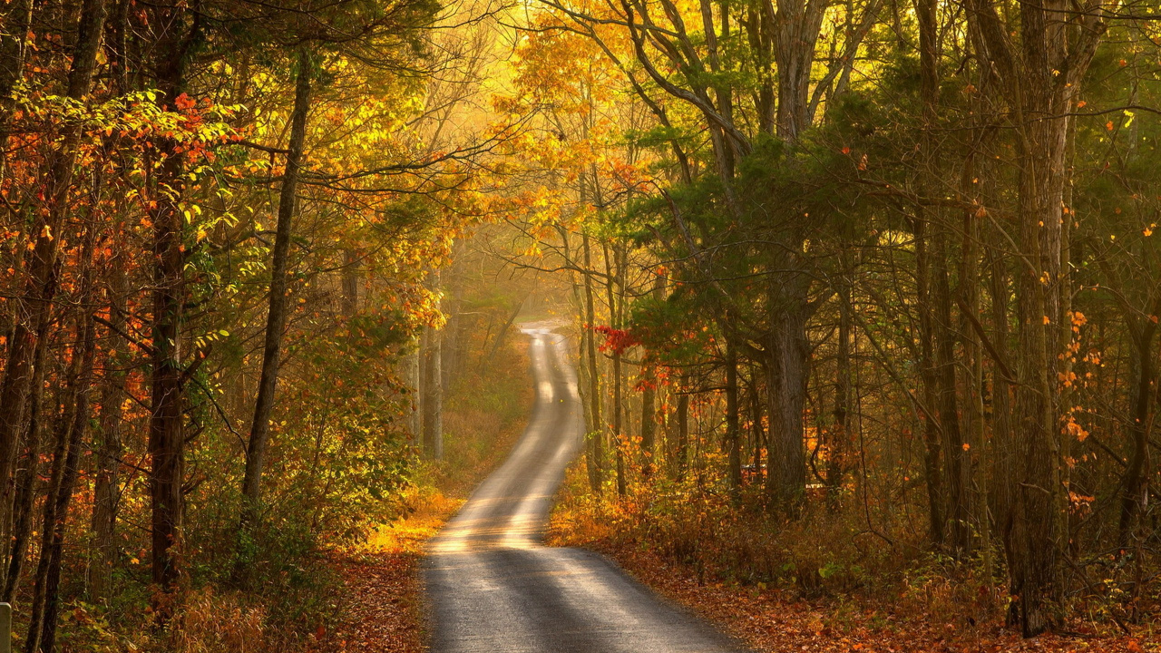 Graue Asphaltstraße Zwischen Grünen Bäumen Tagsüber. Wallpaper in 1280x720 Resolution