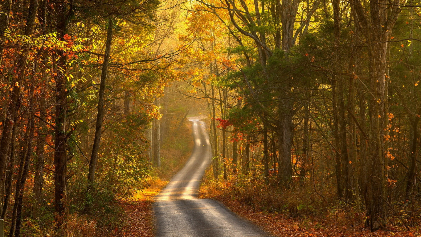 Graue Asphaltstraße Zwischen Grünen Bäumen Tagsüber. Wallpaper in 1366x768 Resolution