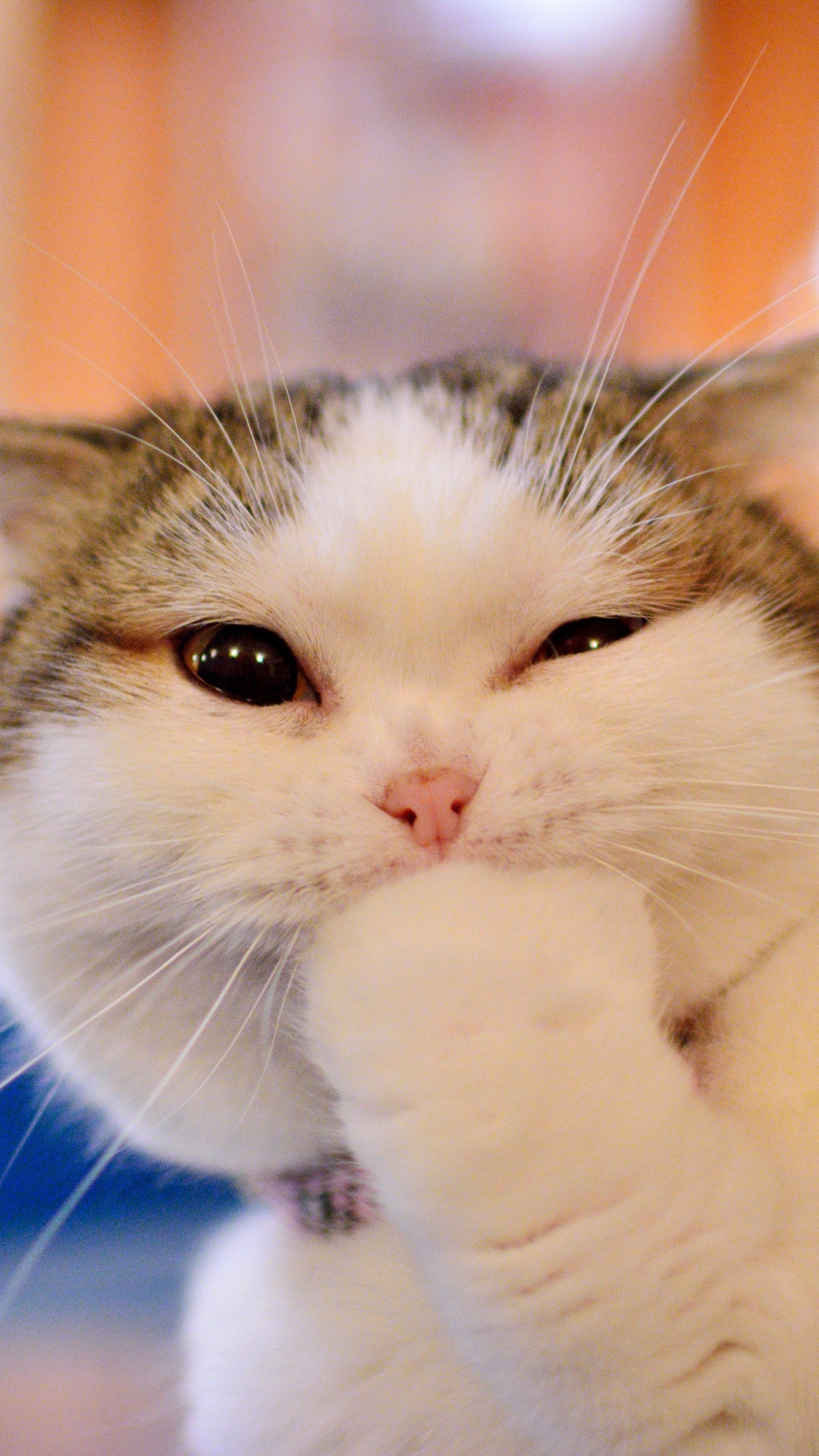 矮的猫, 小猫, 可爱, 胡须, 猫科 壁纸 1080x1920 允许