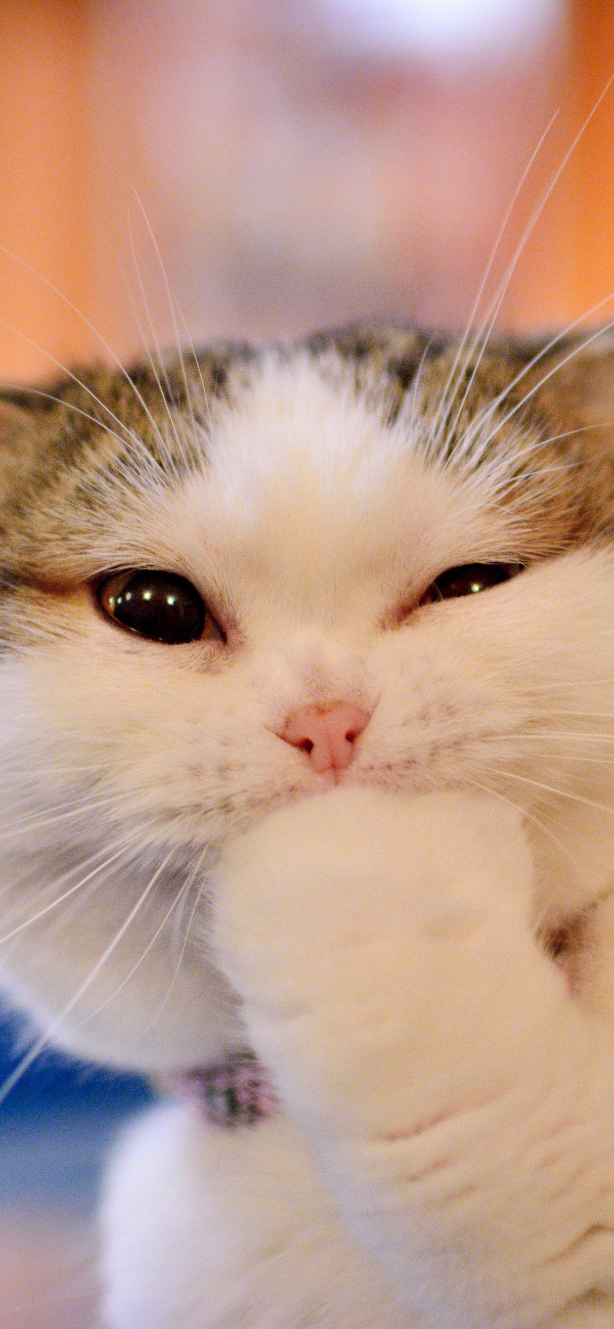 矮的猫, 小猫, 可爱, 胡须, 猫科 壁纸 1242x2688 允许