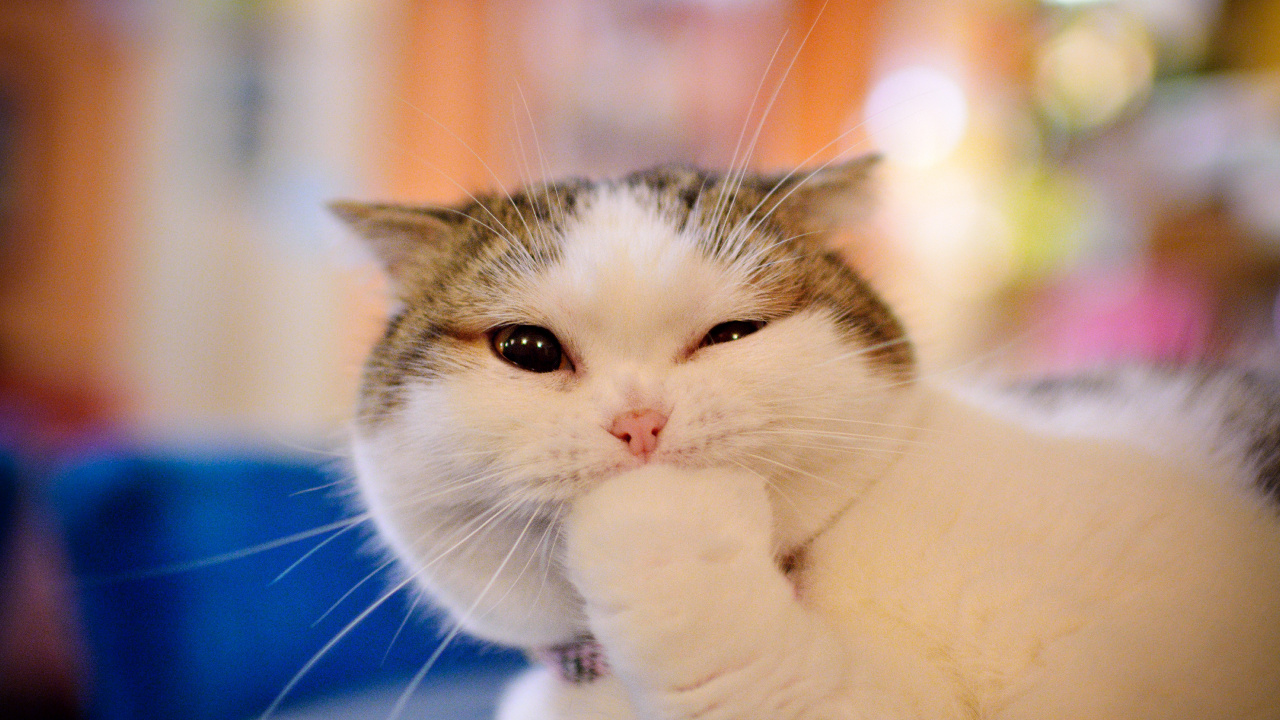 矮的猫, 小猫, 可爱, 胡须, 猫科 壁纸 1280x720 允许