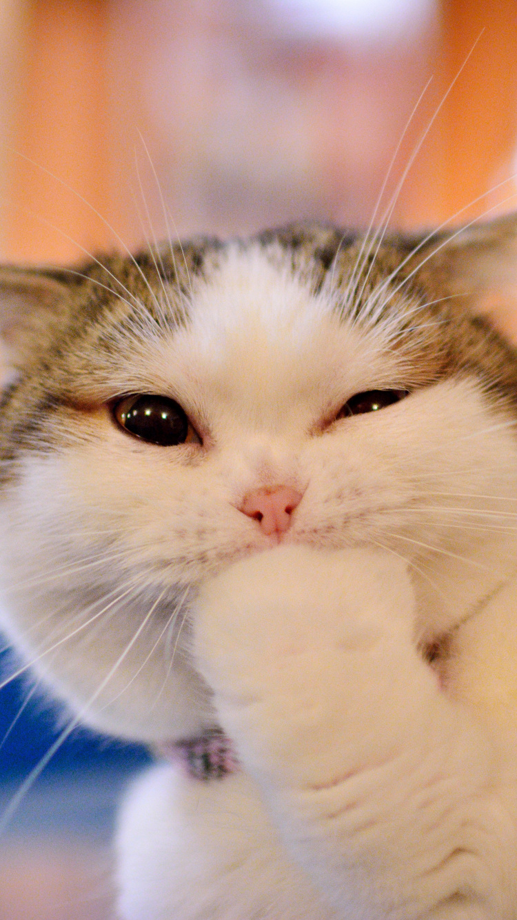 Weiße Und Schwarze Katze Auf Blauem Textil Liegend. Wallpaper in 750x1334 Resolution