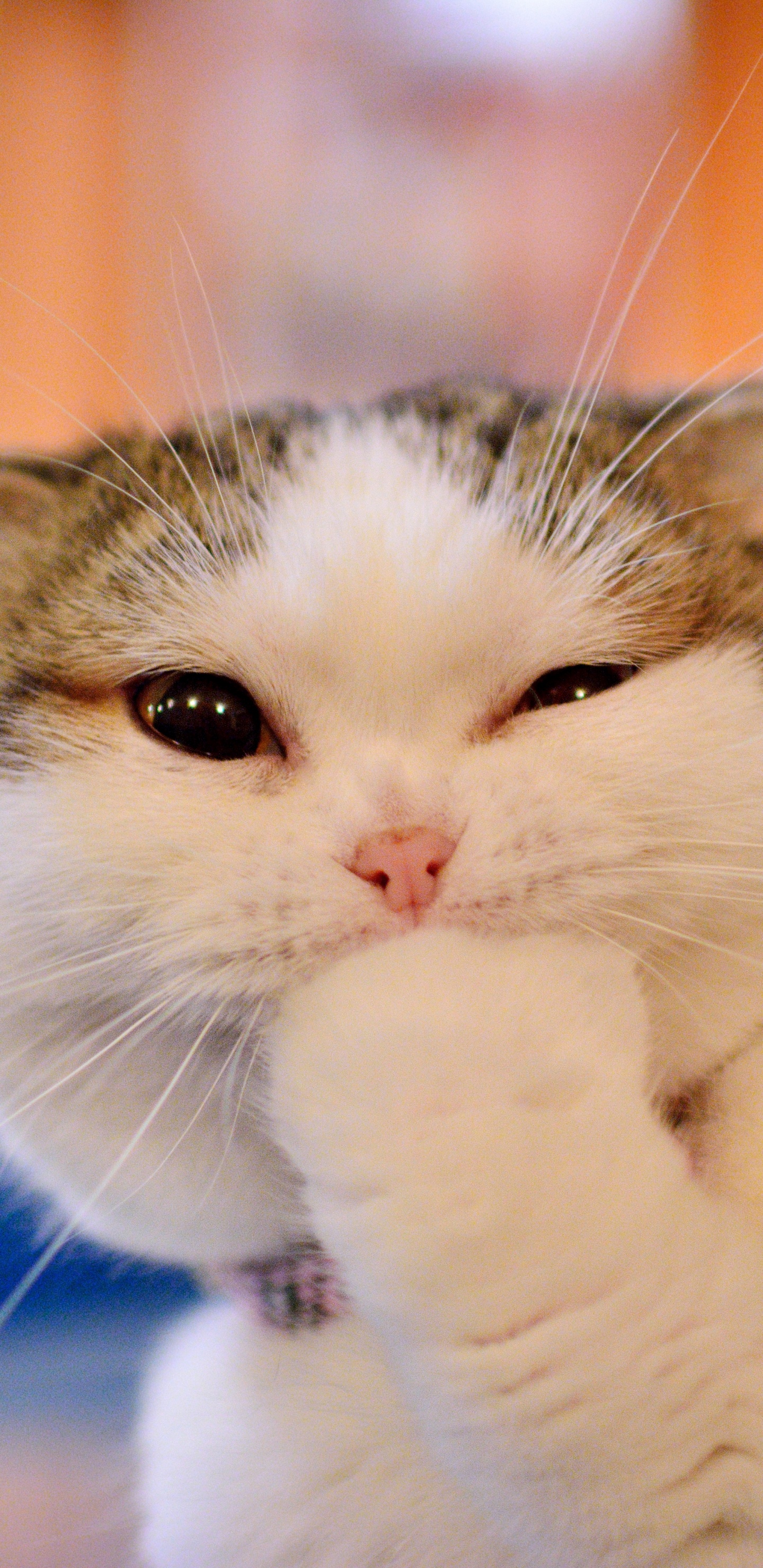 White and Black Cat Lying on Blue Textile. Wallpaper in 1440x2960 Resolution