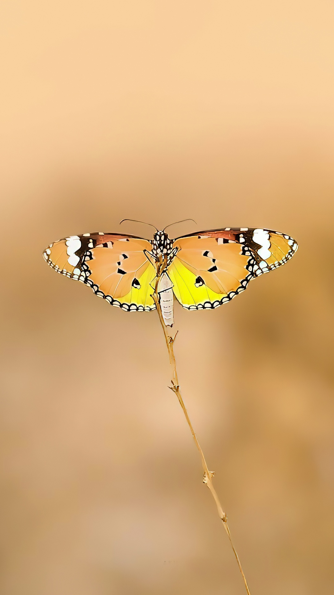 Butterflies, Monarch Butterfly, Arthropod, Pollinator, Butterfly. Wallpaper in 1080x1920 Resolution