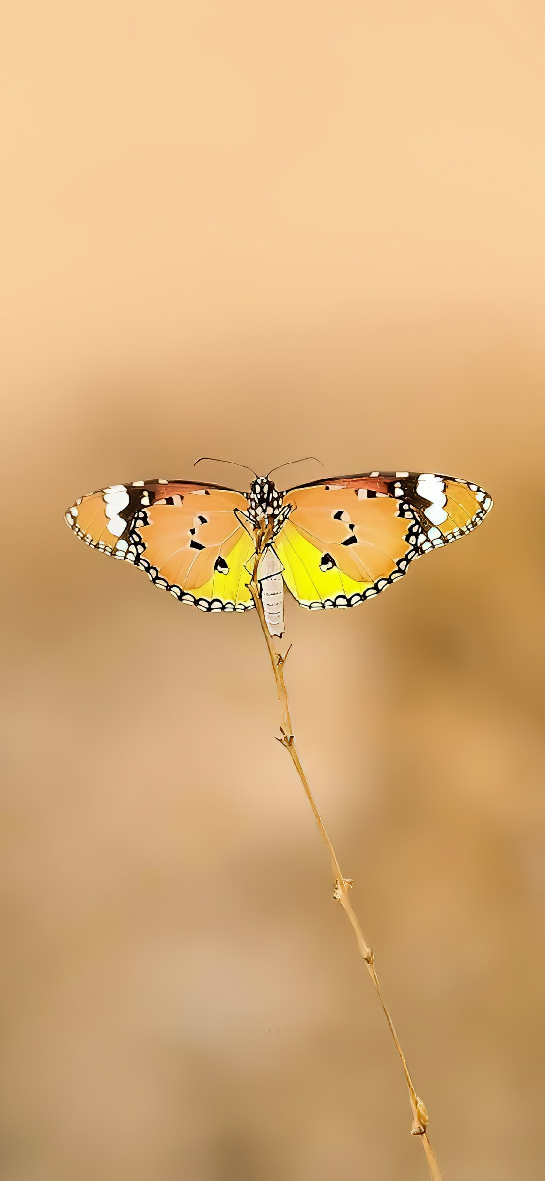 Butterflies, Monarch Butterfly, Arthropod, Pollinator, Butterfly. Wallpaper in 1125x2436 Resolution