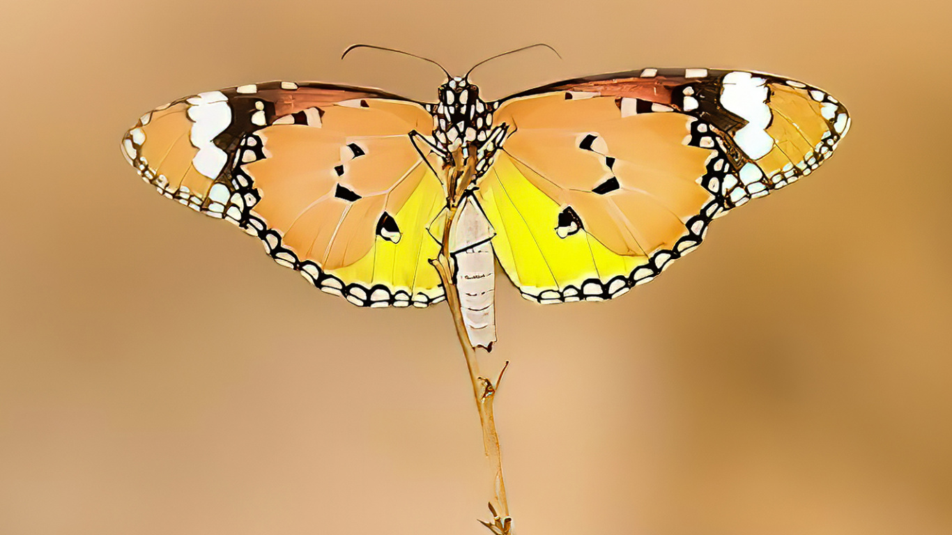 Butterflies, Monarch Butterfly, Arthropod, Pollinator, Butterfly. Wallpaper in 1366x768 Resolution