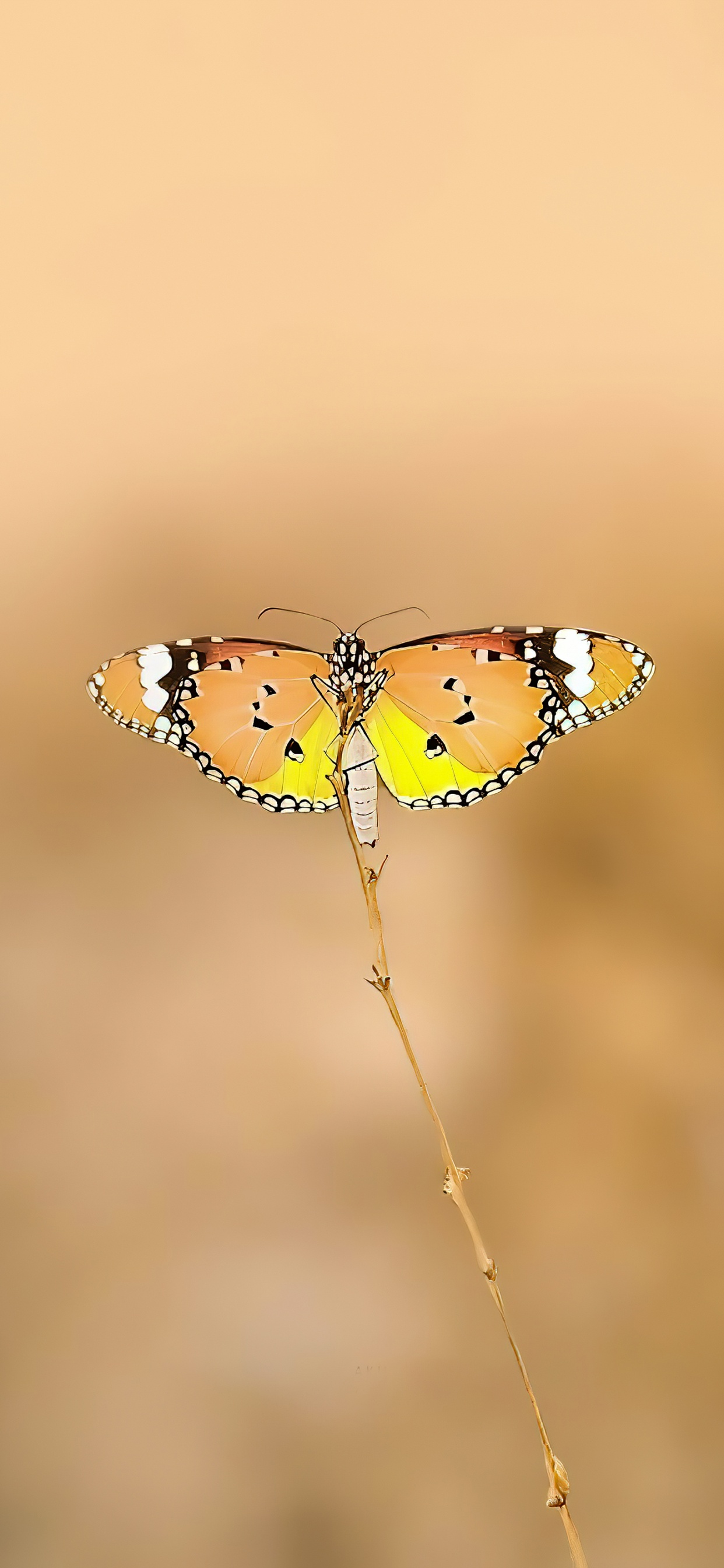 Schmetterlinge, Monarch-Schmetterling, Arthropoden, Bestäuber, Butterfly. Wallpaper in 1242x2688 Resolution