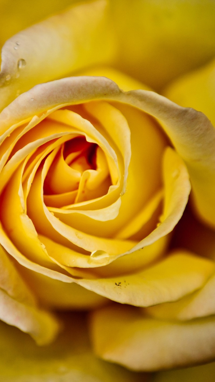 Yellow Rose in Bloom in Close up Photography. Wallpaper in 750x1334 Resolution
