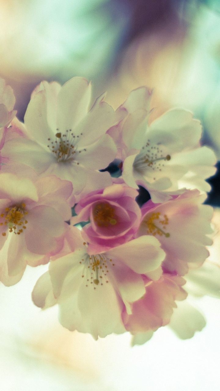 White and Pink Cherry Blossom in Close up Photography. Wallpaper in 720x1280 Resolution