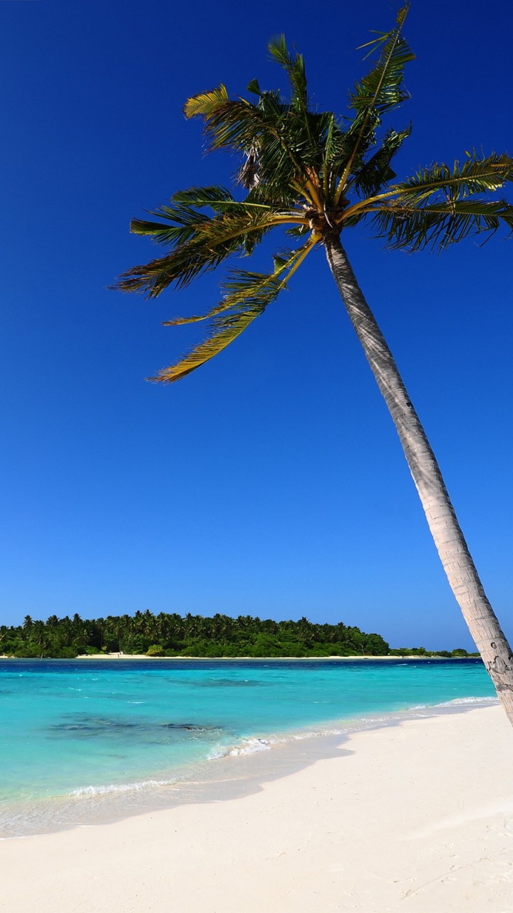 Green Palm Tree on White Sand Beach During Daytime. Wallpaper in 720x1280 Resolution
