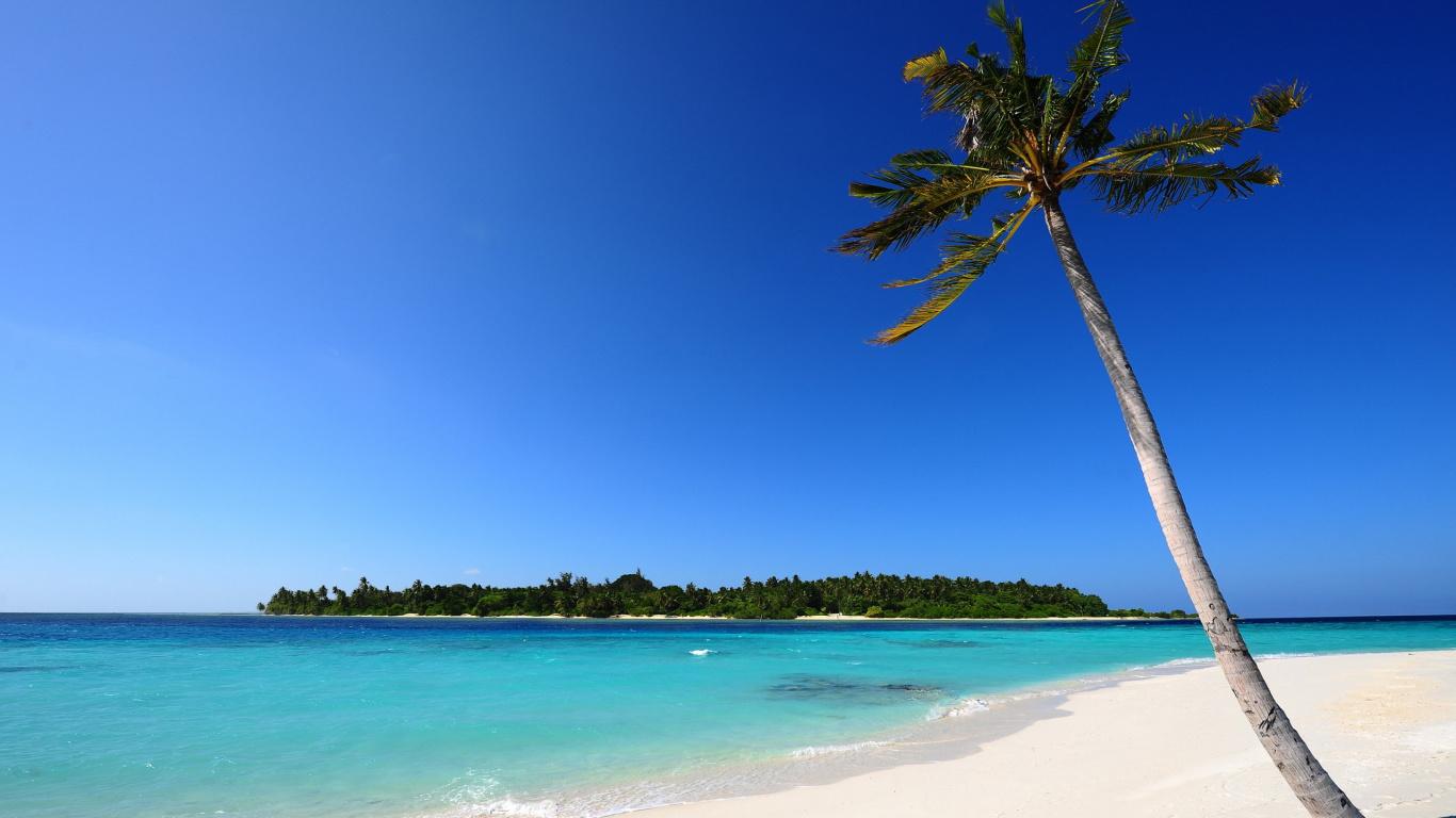 Palmier Vert Sur la Plage de Sable Blanc Pendant la Journée. Wallpaper in 1366x768 Resolution