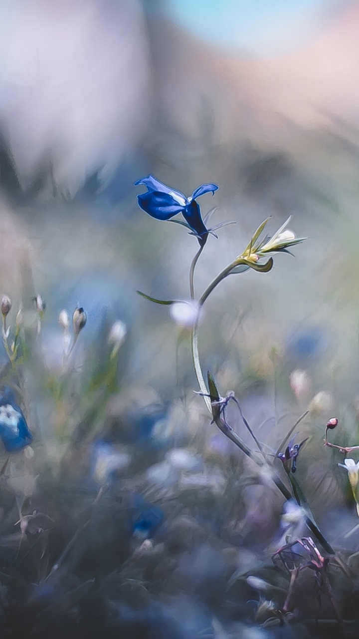 Flora, Atmosphäre, Natürlichen Umgebung, Blütenblatt, Branch. Wallpaper in 720x1280 Resolution