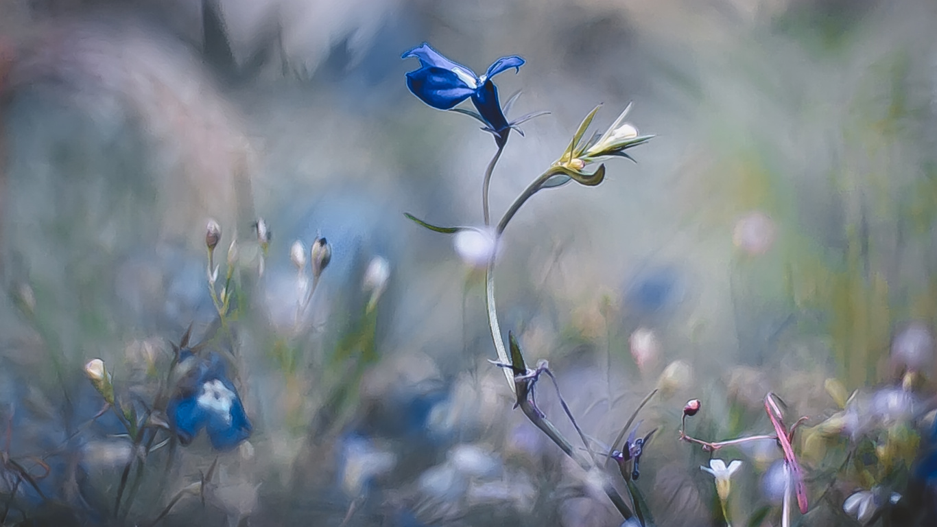 Flora, Plant, Atmosphere, Flower, Natural Environment. Wallpaper in 1366x768 Resolution