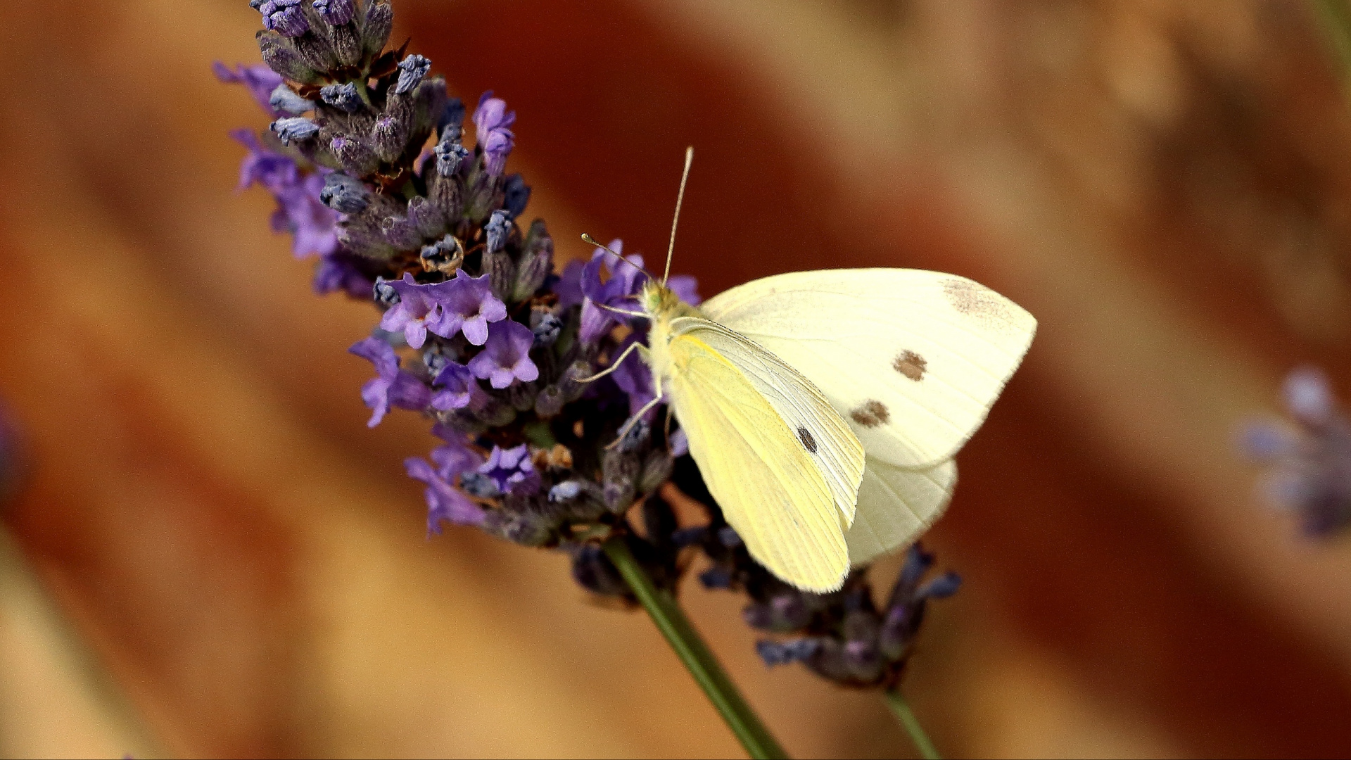 Papillon Blanc Perché Sur Fleur Pourpre en Photographie Rapprochée Pendant la Journée. Wallpaper in 1920x1080 Resolution