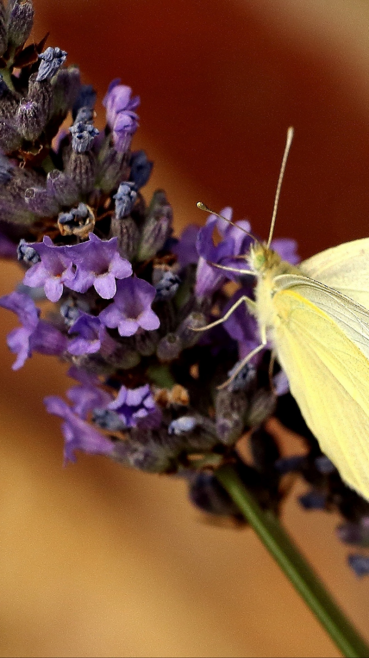 Mariposa Blanca Posada Sobre Flor Violeta en Fotografía Cercana Durante el Día. Wallpaper in 750x1334 Resolution