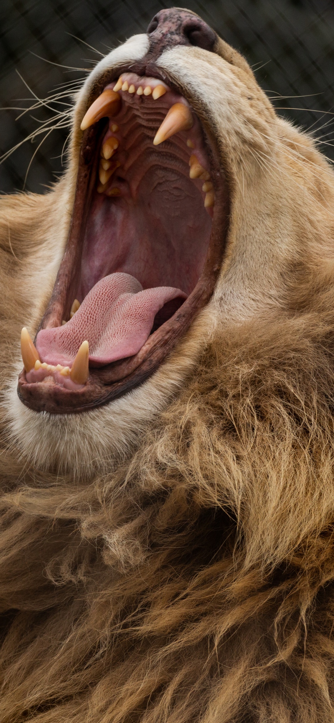 Brown Lion Showing Tongue During Daytime. Wallpaper in 1125x2436 Resolution