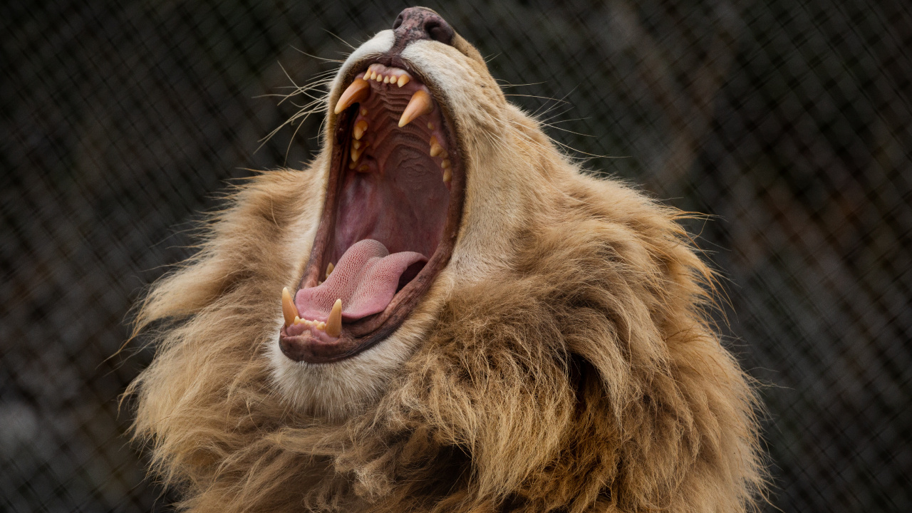 Brown Lion Showing Tongue During Daytime. Wallpaper in 1280x720 Resolution