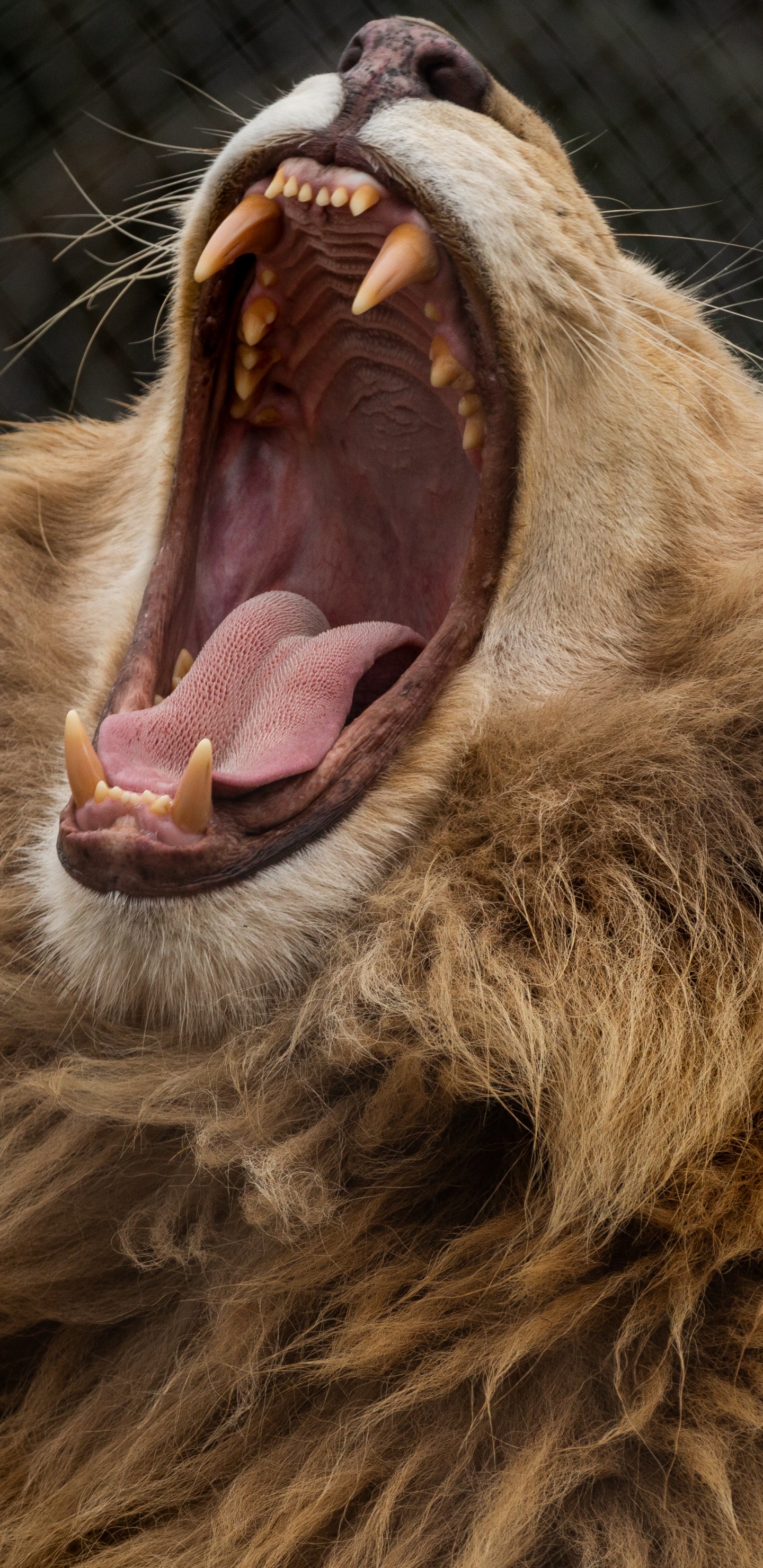 Brown Lion Showing Tongue During Daytime. Wallpaper in 1440x2960 Resolution