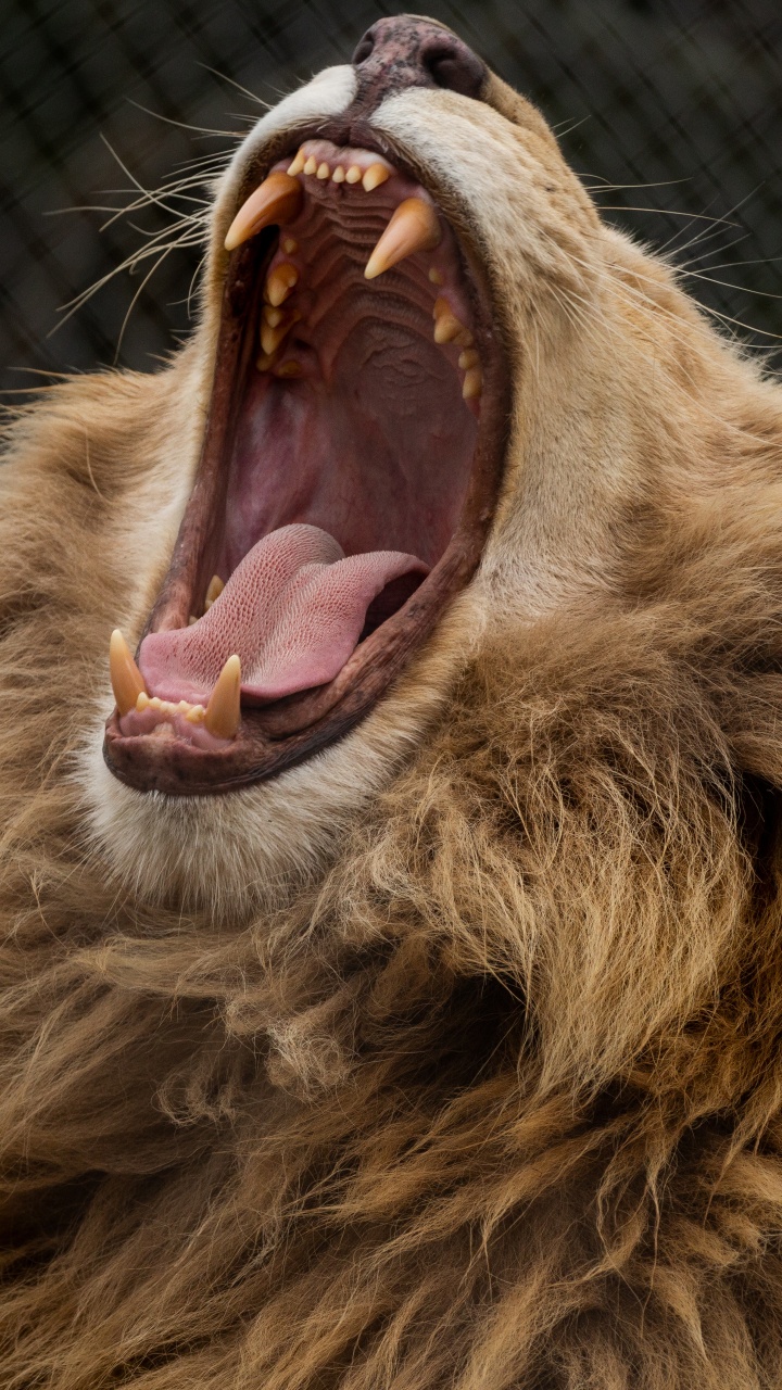 Brown Lion Showing Tongue During Daytime. Wallpaper in 720x1280 Resolution