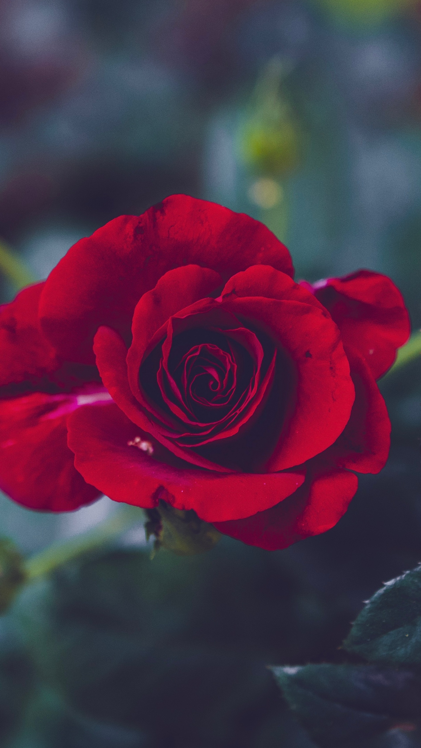 Rose Rouge en Fleurs Pendant la Journée. Wallpaper in 1440x2560 Resolution