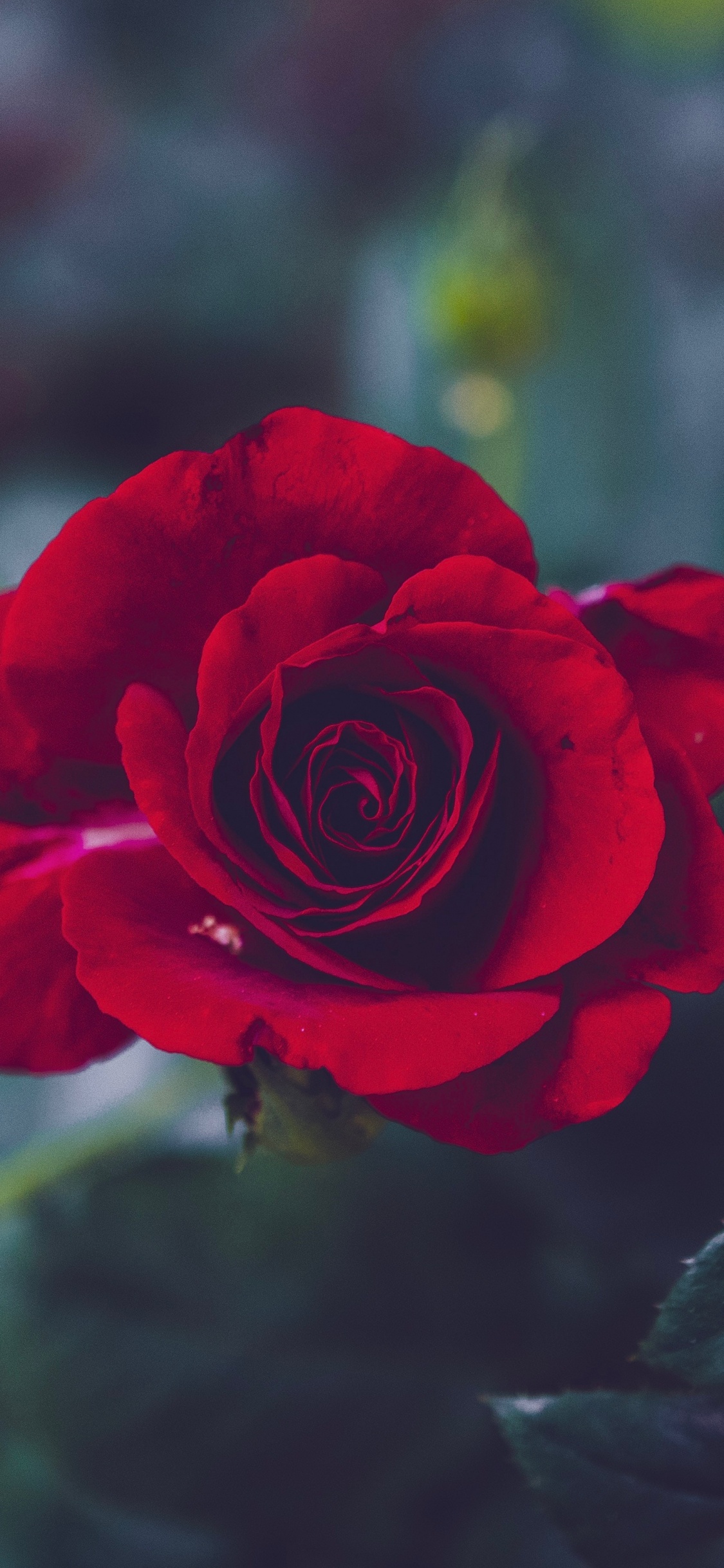 Red Rose in Bloom During Daytime. Wallpaper in 1125x2436 Resolution