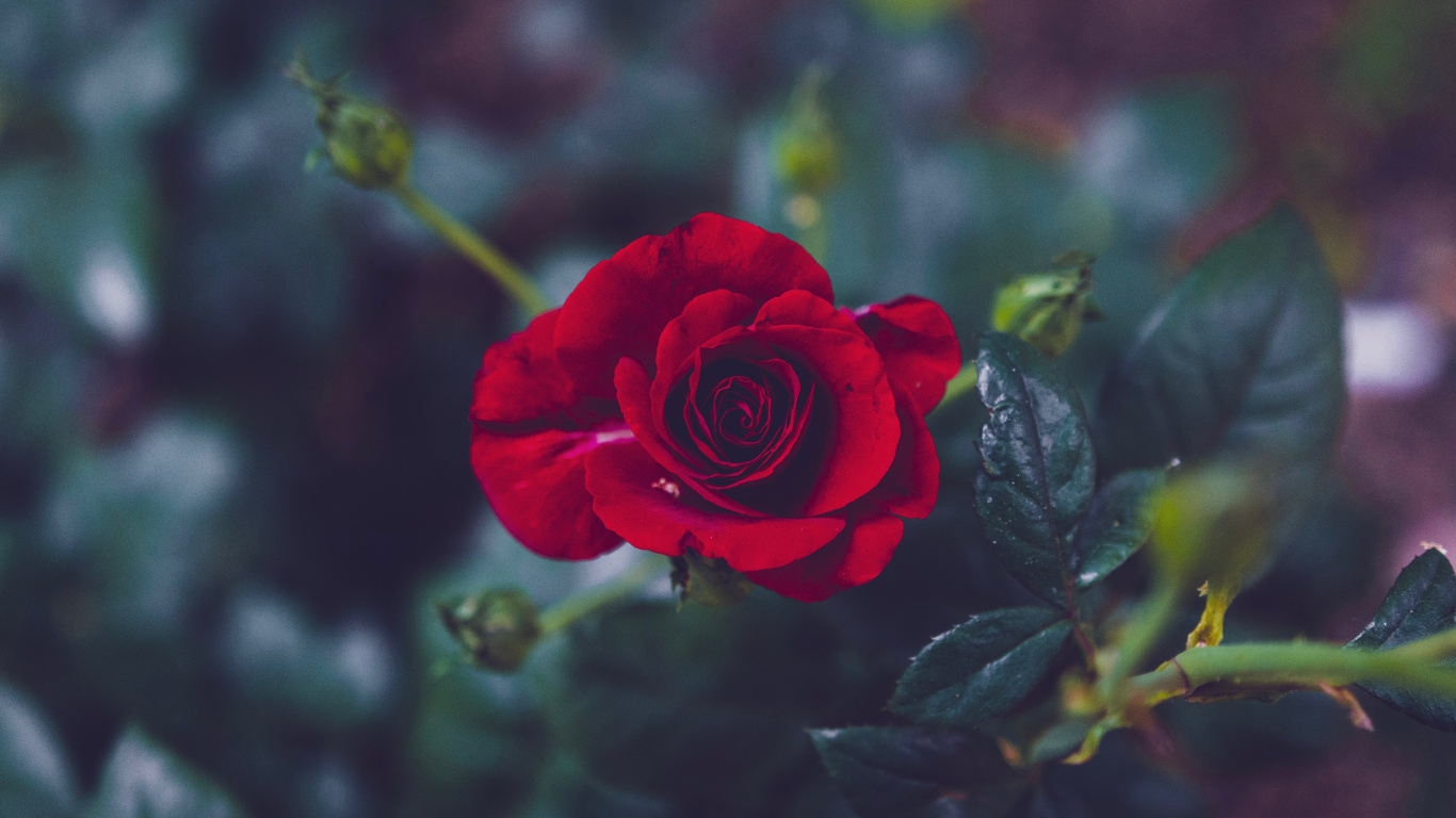 Red Rose in Bloom During Daytime. Wallpaper in 1366x768 Resolution