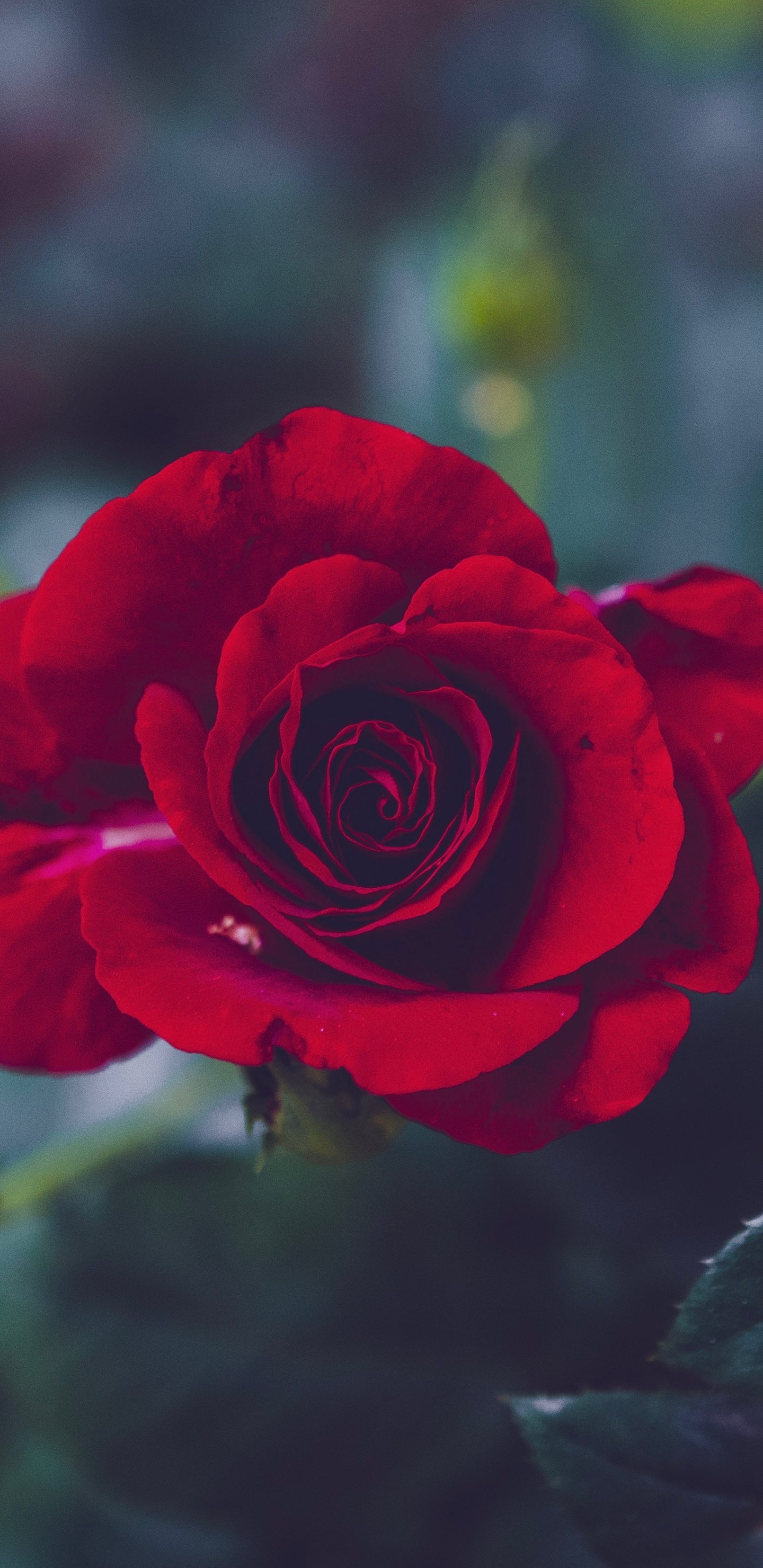 Red Rose in Bloom During Daytime. Wallpaper in 1440x2960 Resolution