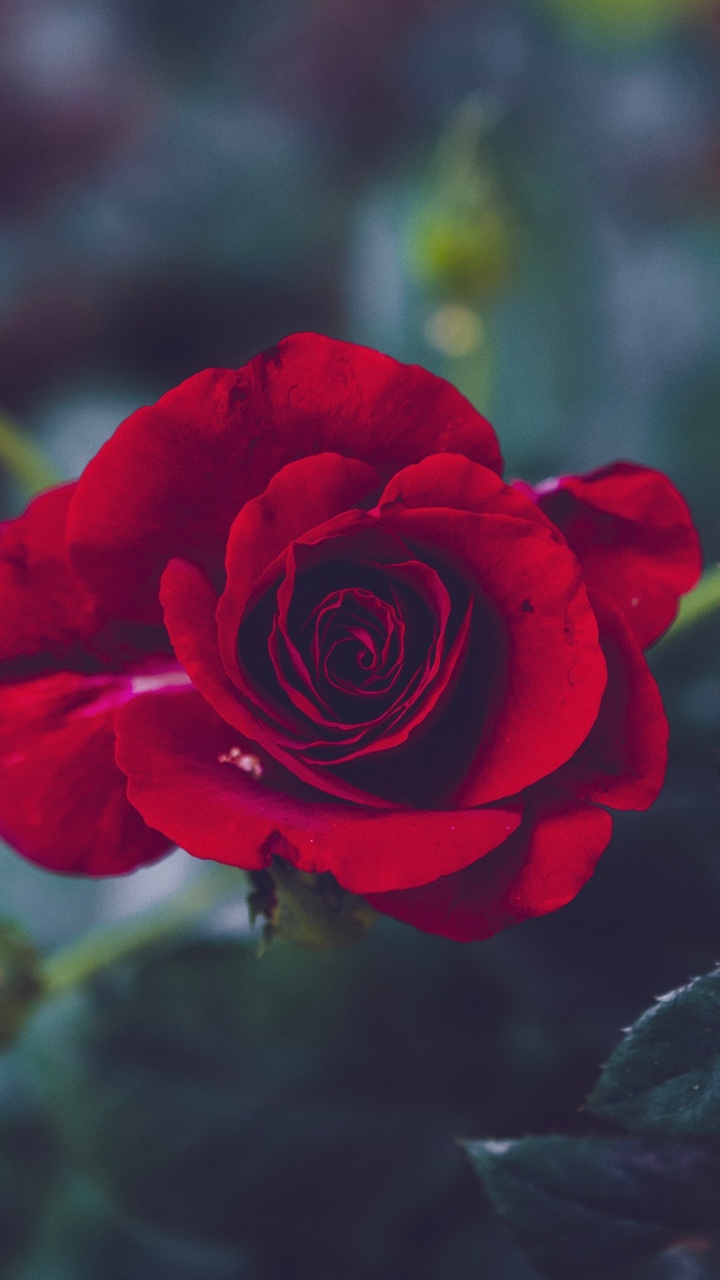 Red Rose in Bloom During Daytime. Wallpaper in 720x1280 Resolution