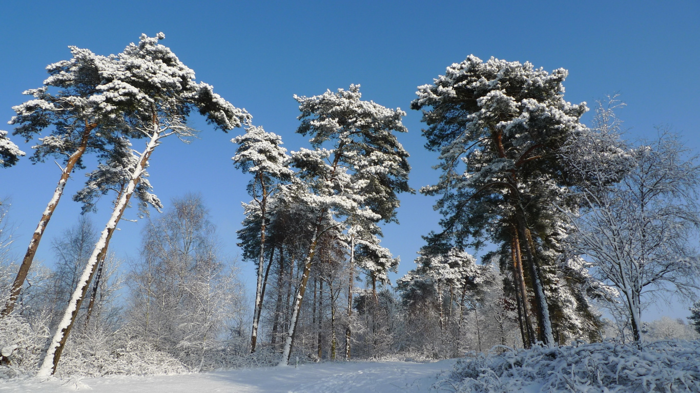 Snow Covered Trees During Daytime. Wallpaper in 1366x768 Resolution