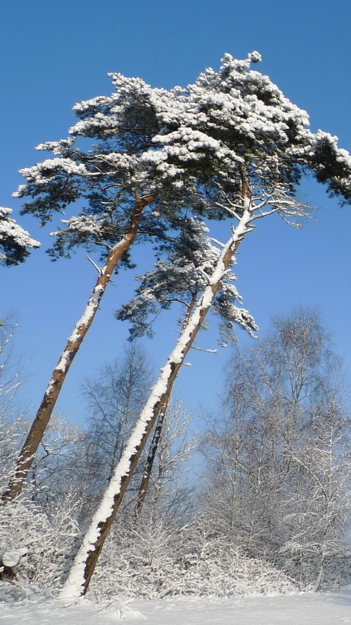 Snow Covered Trees During Daytime. Wallpaper in 720x1280 Resolution