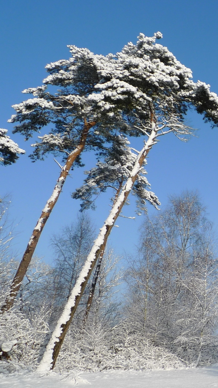 Snow Covered Trees During Daytime. Wallpaper in 750x1334 Resolution