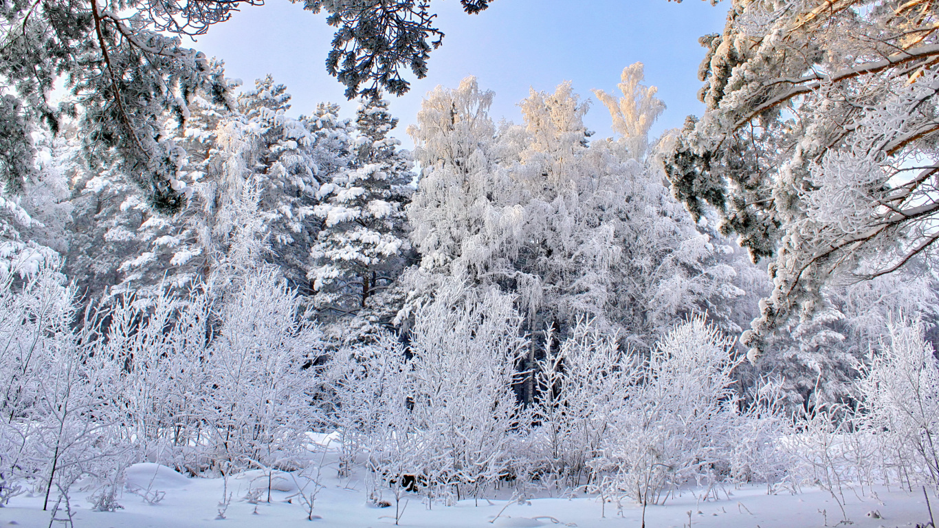 Schneebedeckte Bäume Tagsüber. Wallpaper in 1366x768 Resolution