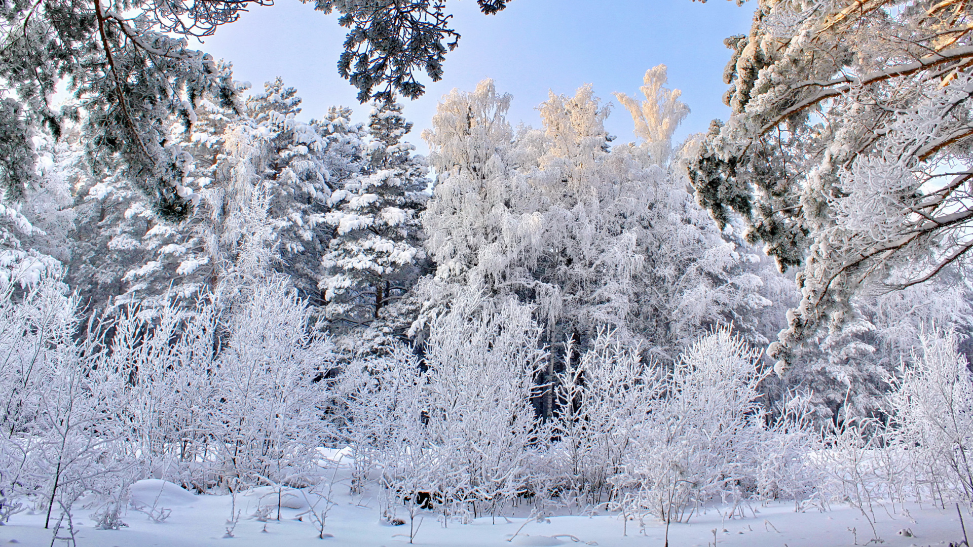 Arbres Couverts de Neige Pendant la Journée. Wallpaper in 1920x1080 Resolution