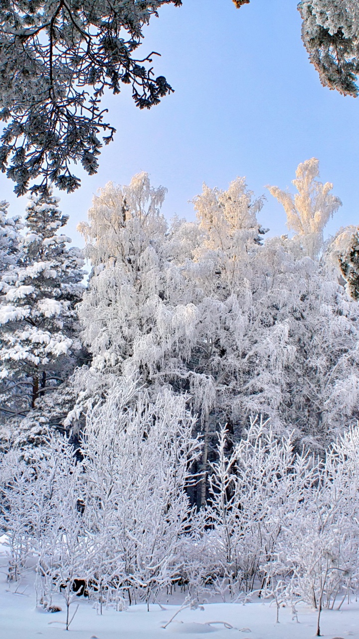 Arbres Couverts de Neige Pendant la Journée. Wallpaper in 720x1280 Resolution
