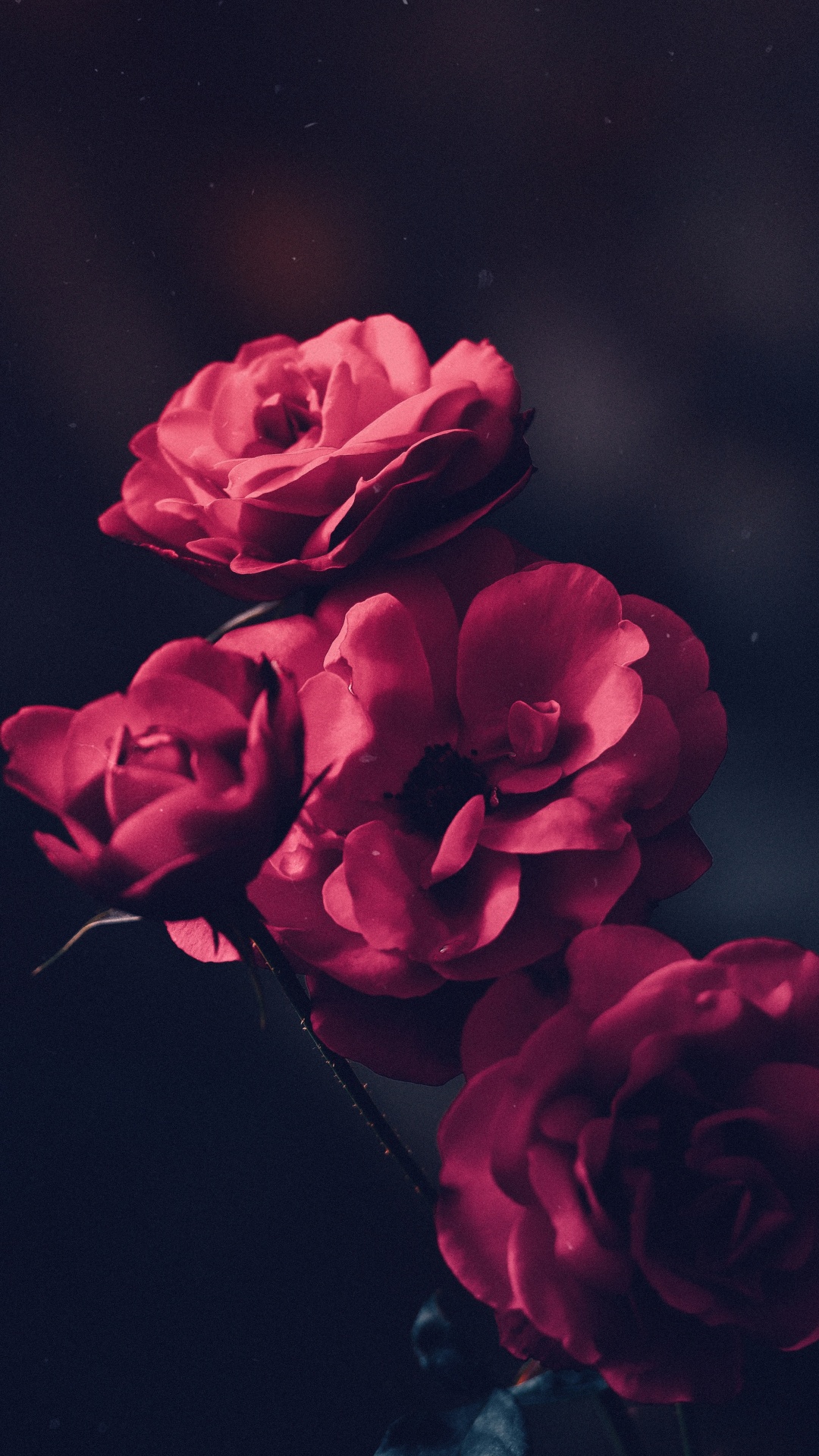 Rote Rose in Nahaufnahmen. Wallpaper in 1080x1920 Resolution