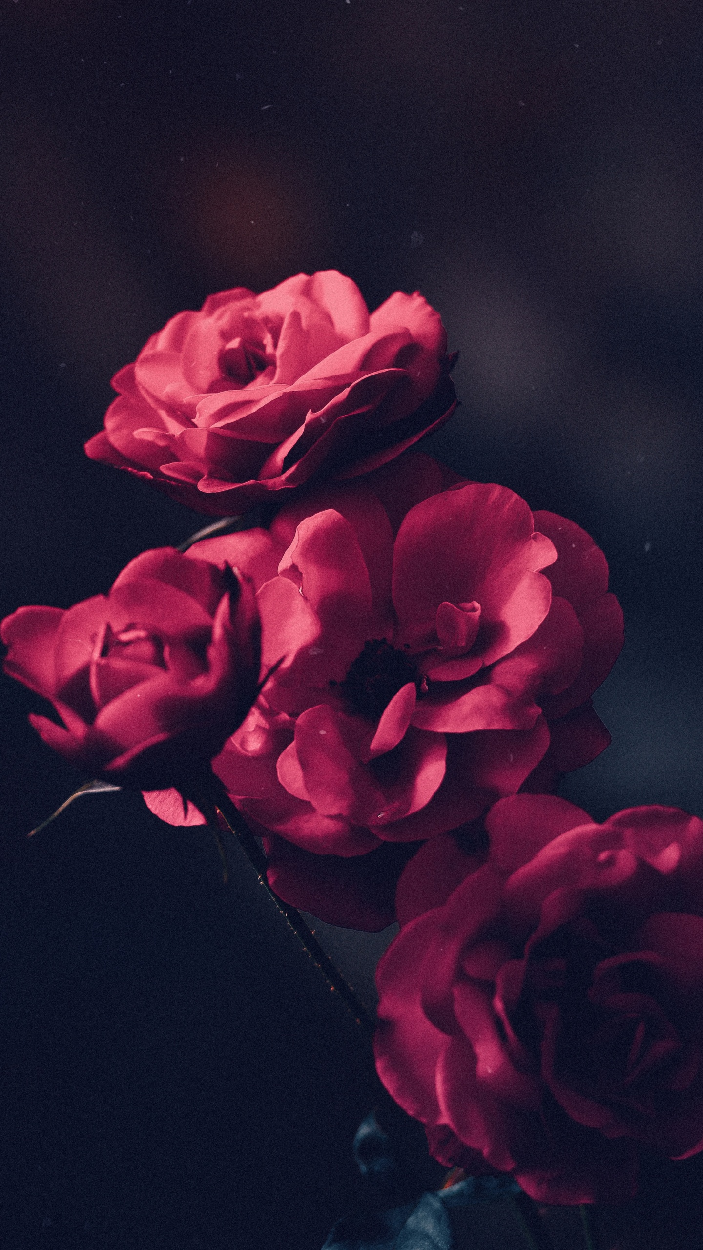 Rote Rose in Nahaufnahmen. Wallpaper in 1440x2560 Resolution