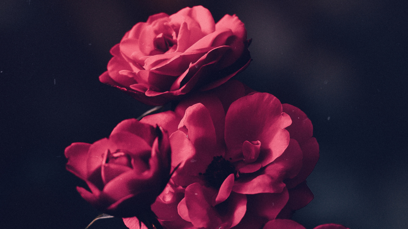 Red Rose in Close up Photography. Wallpaper in 1366x768 Resolution