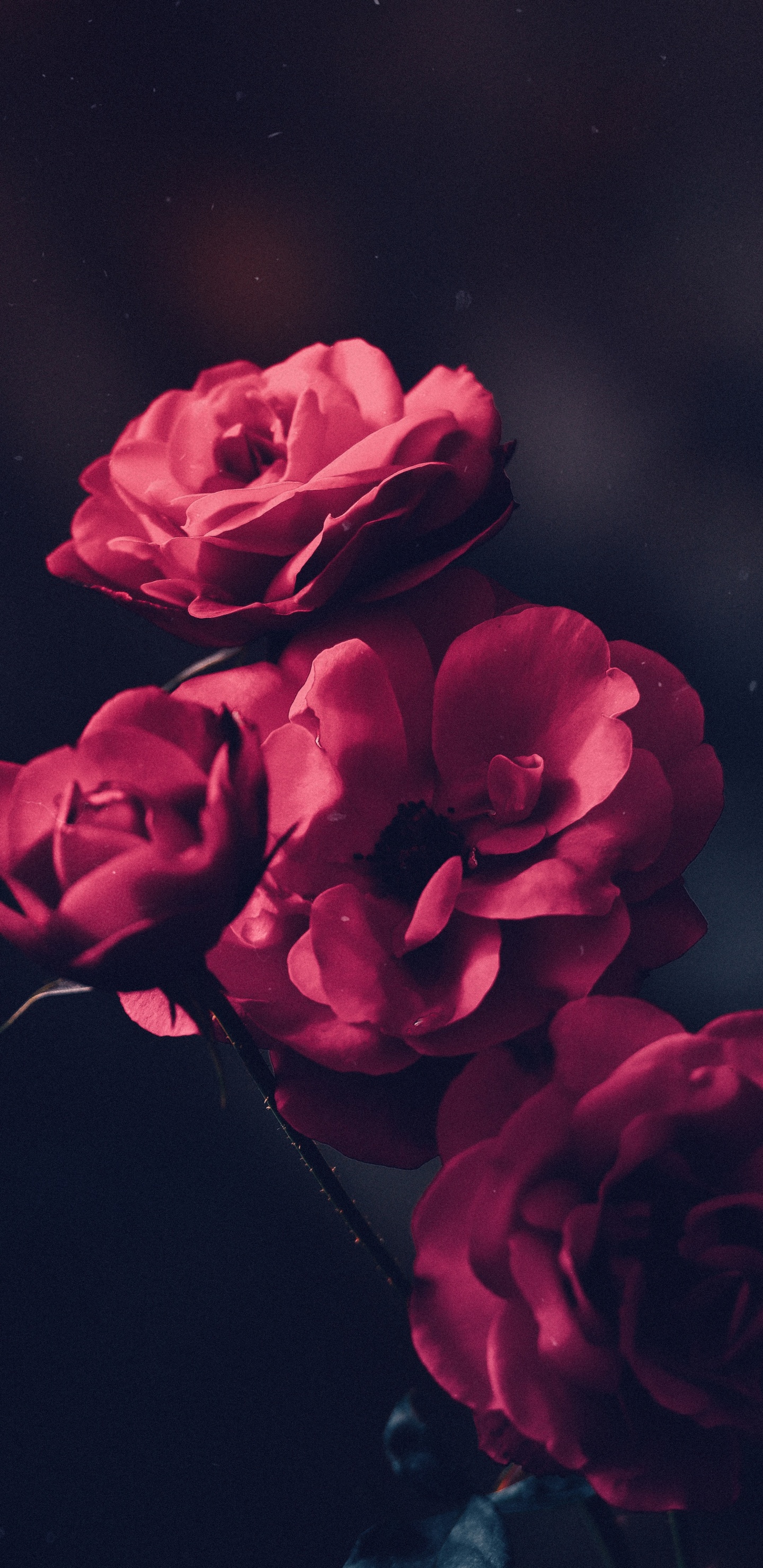 Red Rose in Close up Photography. Wallpaper in 1440x2960 Resolution