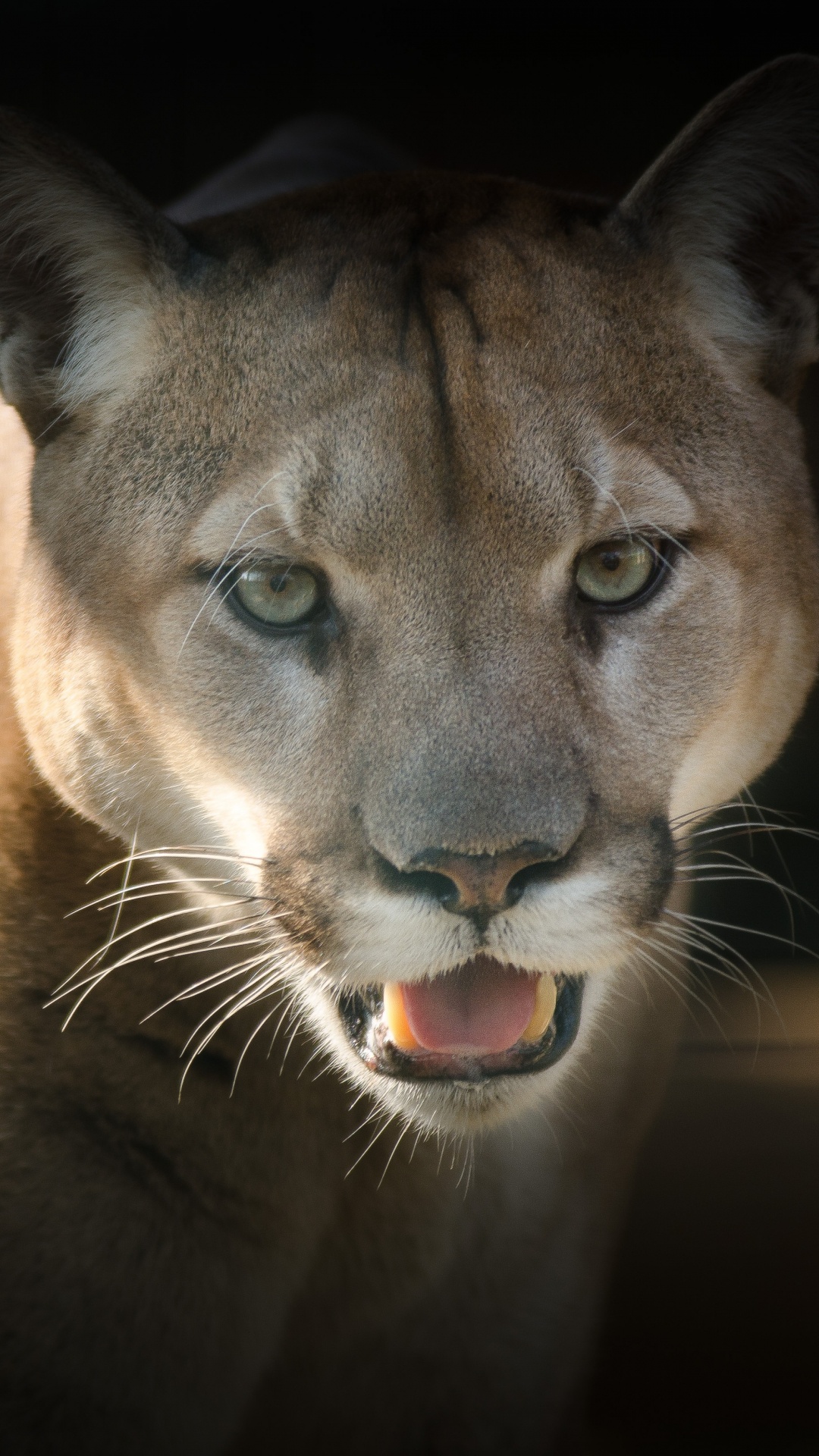 Brown and Black Lion in Close up Photography. Wallpaper in 1080x1920 Resolution