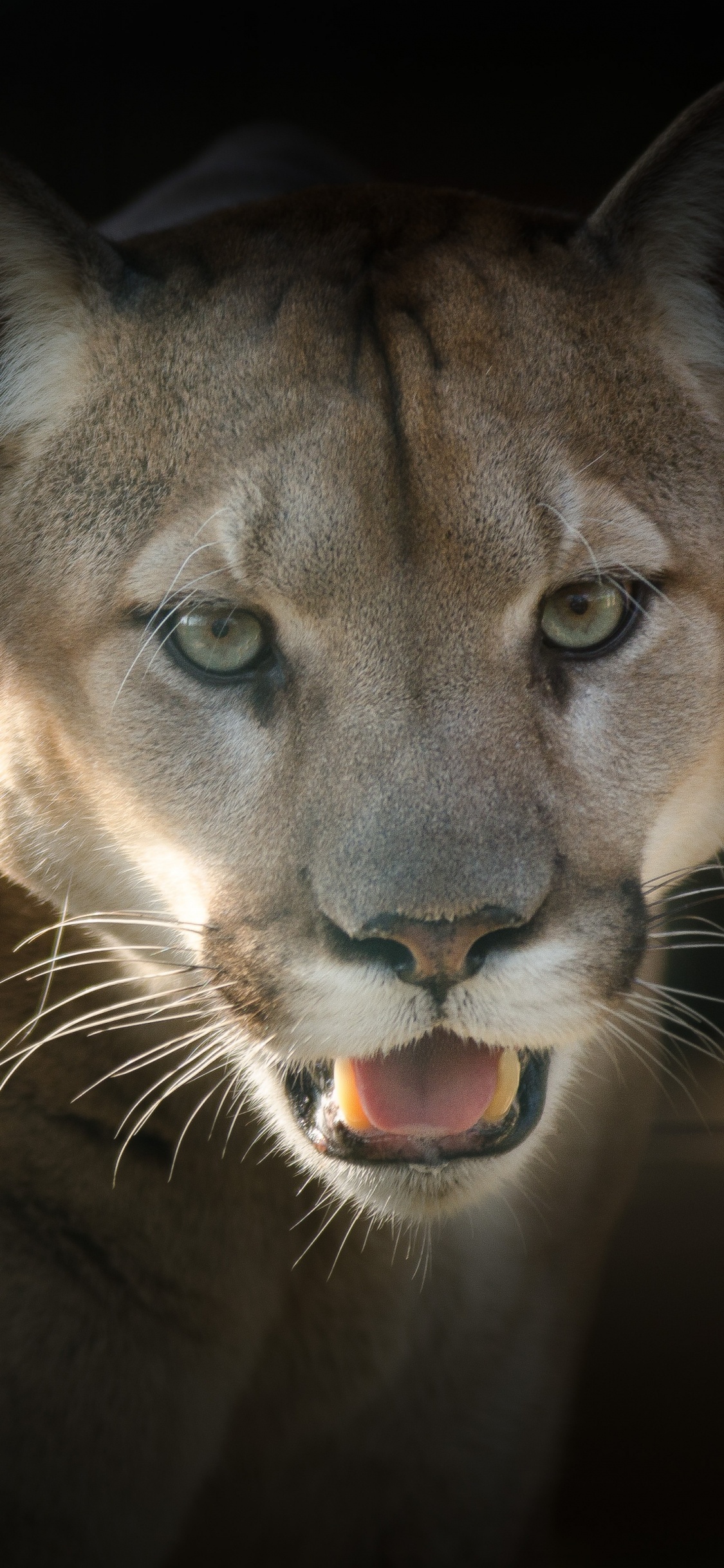 Brown and Black Lion in Close up Photography. Wallpaper in 1125x2436 Resolution