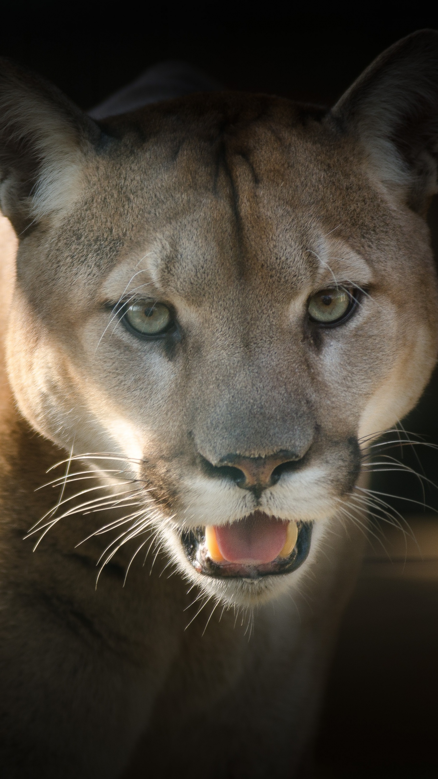 Brown and Black Lion in Close up Photography. Wallpaper in 1440x2560 Resolution