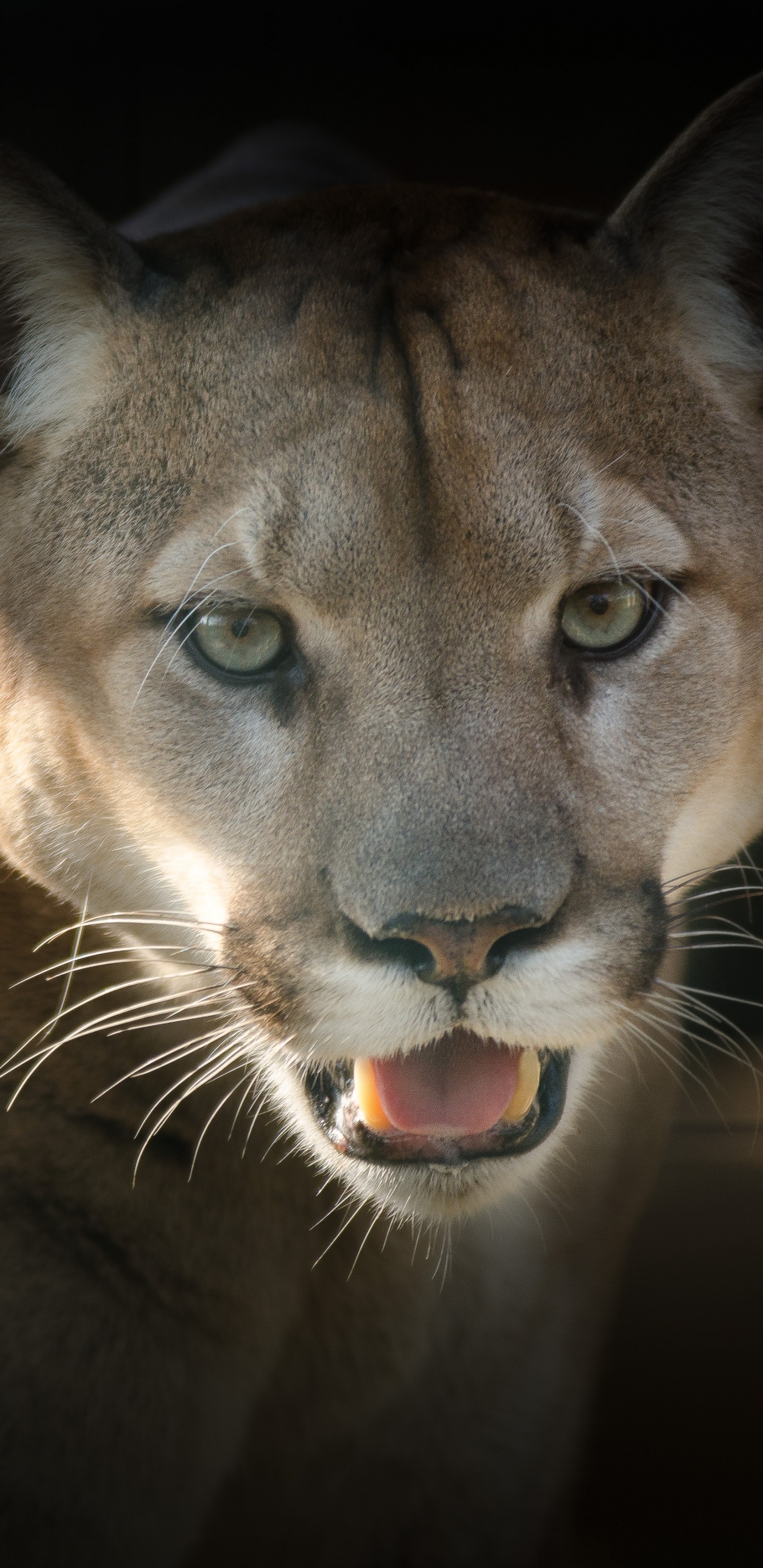 Brown and Black Lion in Close up Photography. Wallpaper in 1440x2960 Resolution
