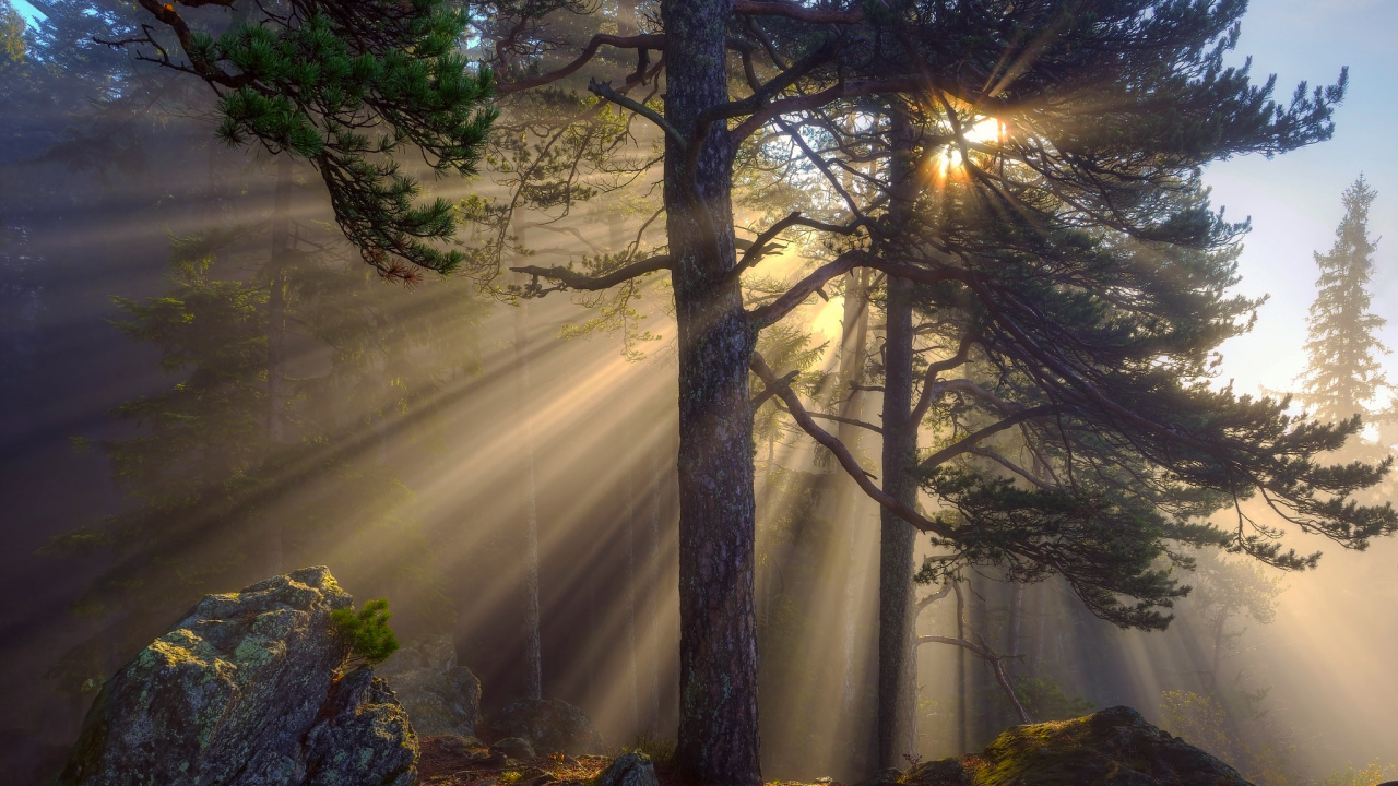Brown Bare Trees on Green Grass Field During Daytime. Wallpaper in 1280x720 Resolution