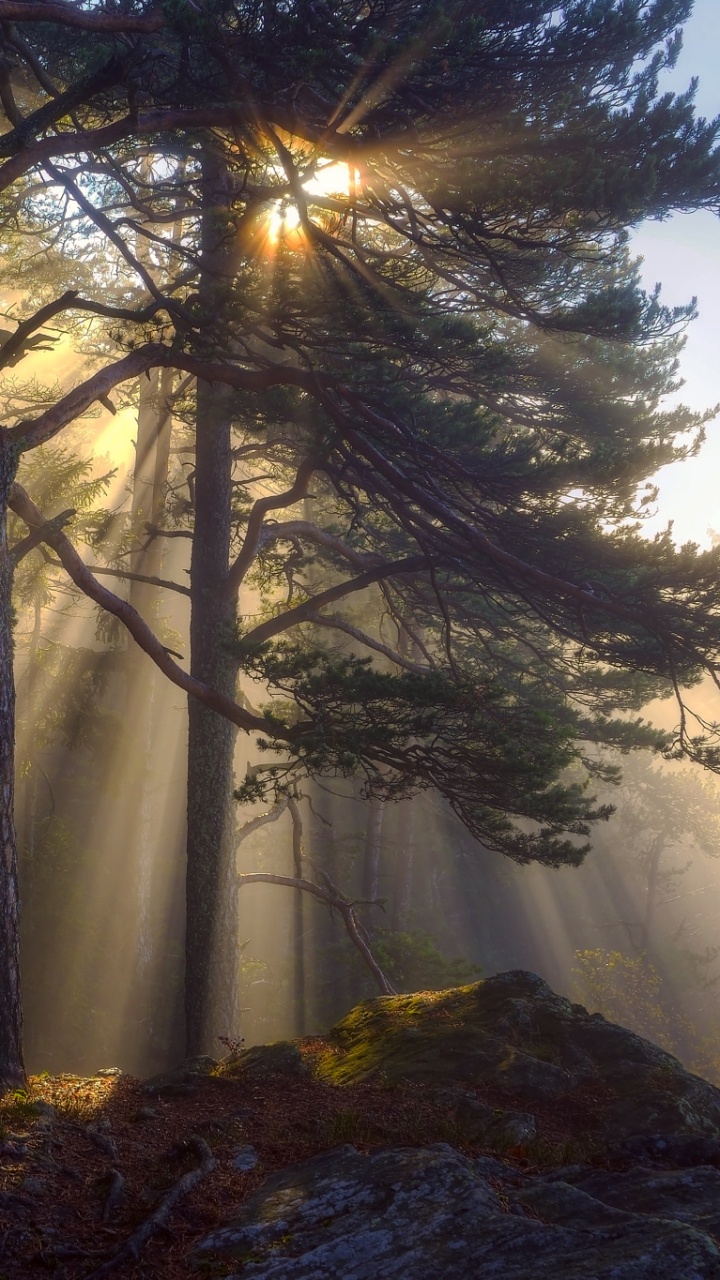阳光, 日出, 森林, 性质, 光 壁纸 720x1280 允许