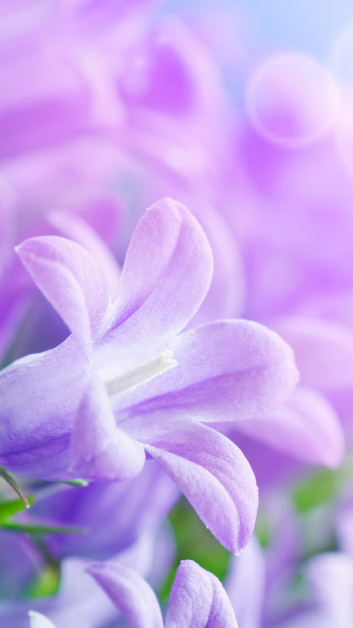 Flores de Azafrán Púrpura en Flor Cerrar Foto. Wallpaper in 720x1280 Resolution