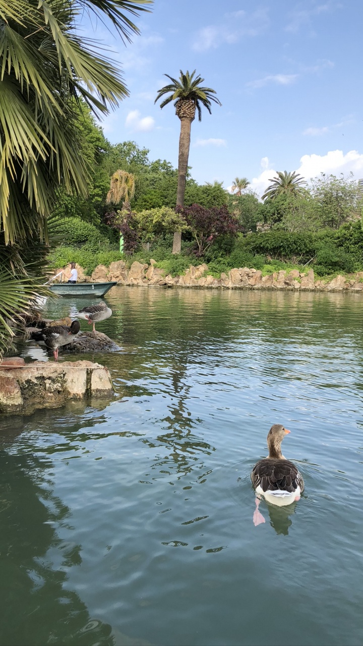 Réflexion, Les Ressources en Eau, Eau, Étang, Banque. Wallpaper in 720x1280 Resolution